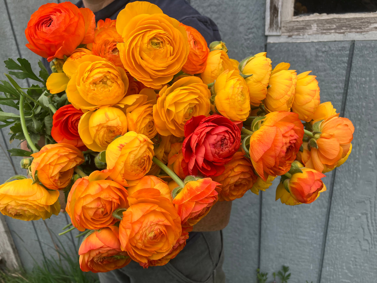 Art of Vase Arranging with Ranunculus, Sunday, May 17