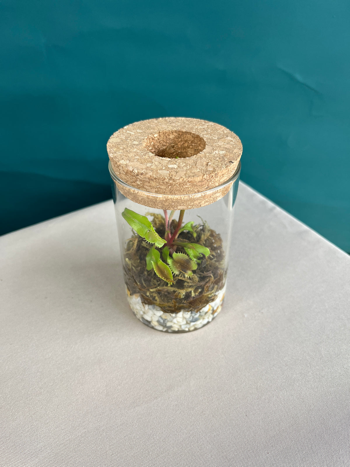 Venus Fly Trap Terrarium