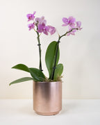 Pink orchid plant in a metallic rose gold pot on a white background