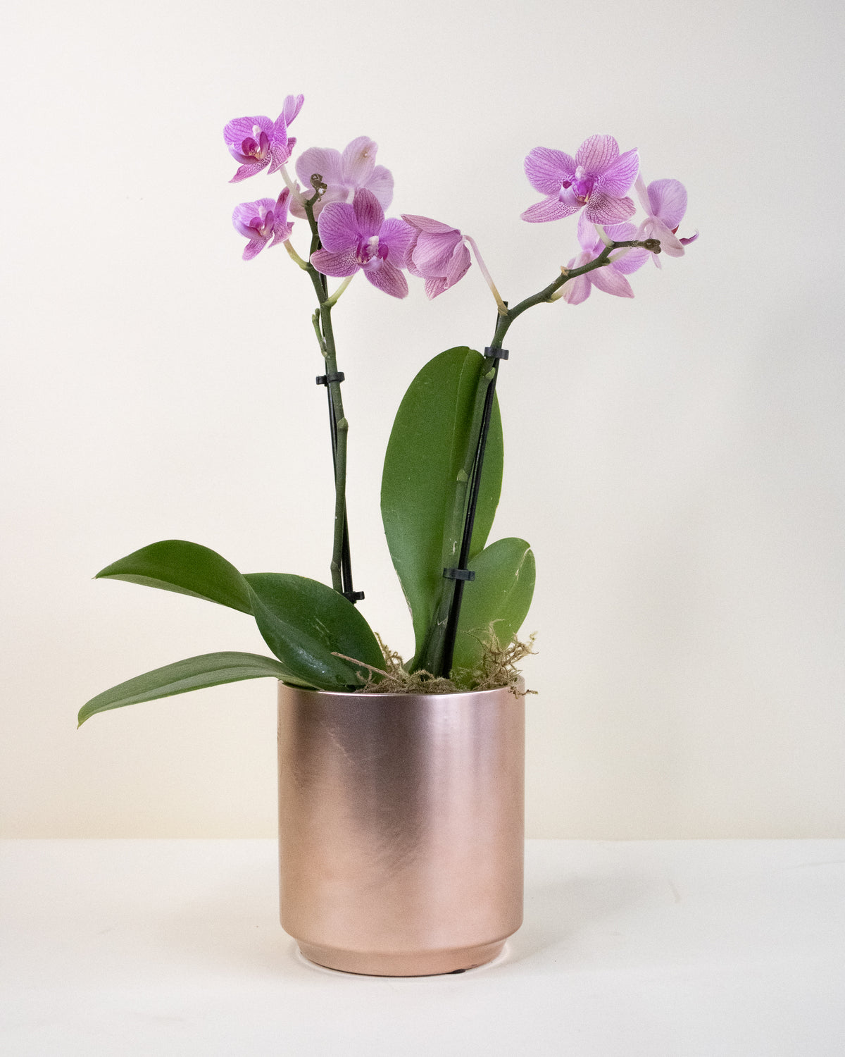 Pink orchid plant in a metallic rose gold pot on a white background