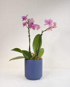 Pink orchid plant in a blue pot on a white background
