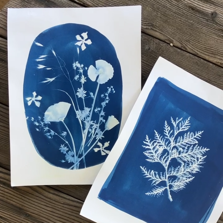 Two cyanotype prints of botanical designs on a wooden surface.