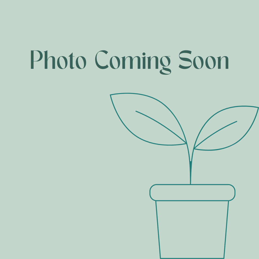 Philodendron hederaceum 'Brasil'