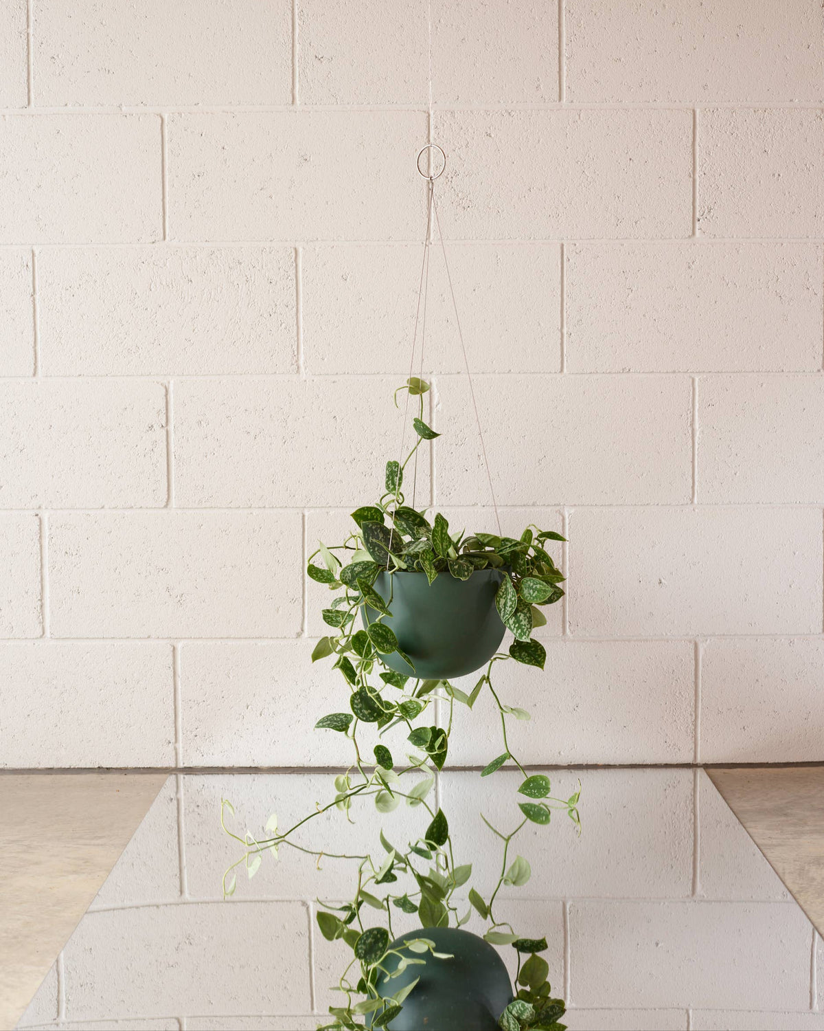 green hanging planter with scinadpsus on white brick background