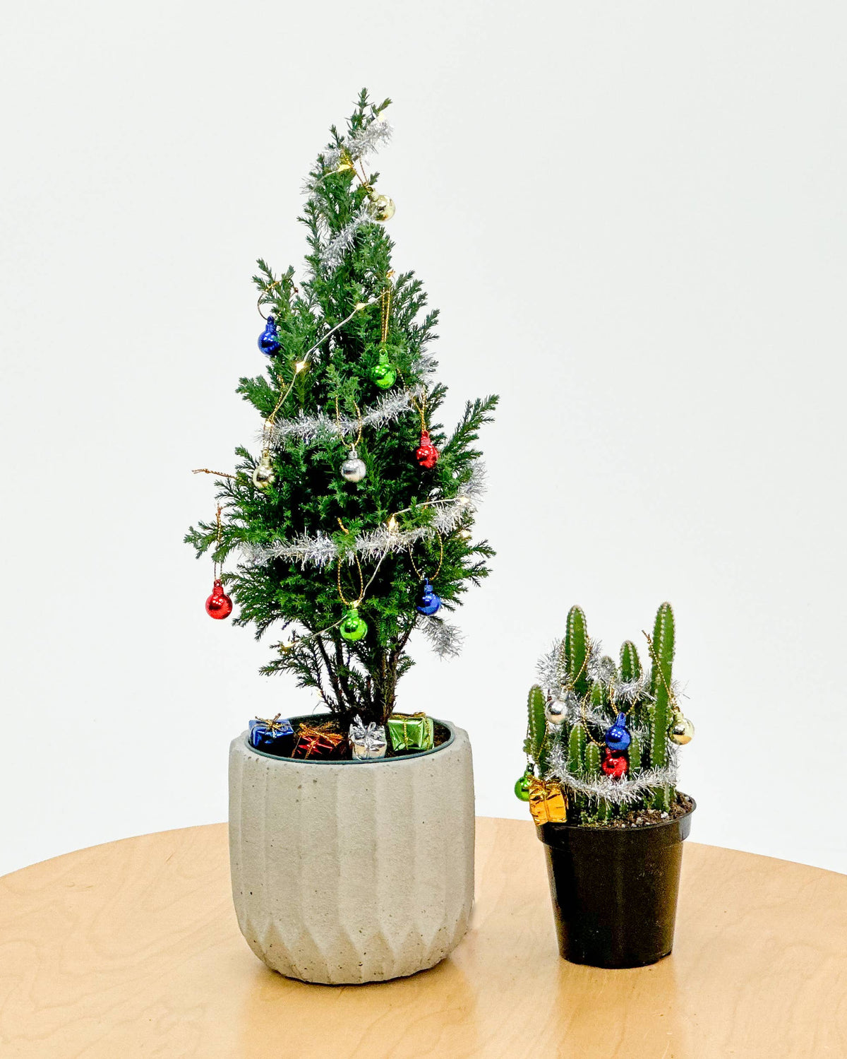 Two small potted Christmas trees on a wooden surface with a white background