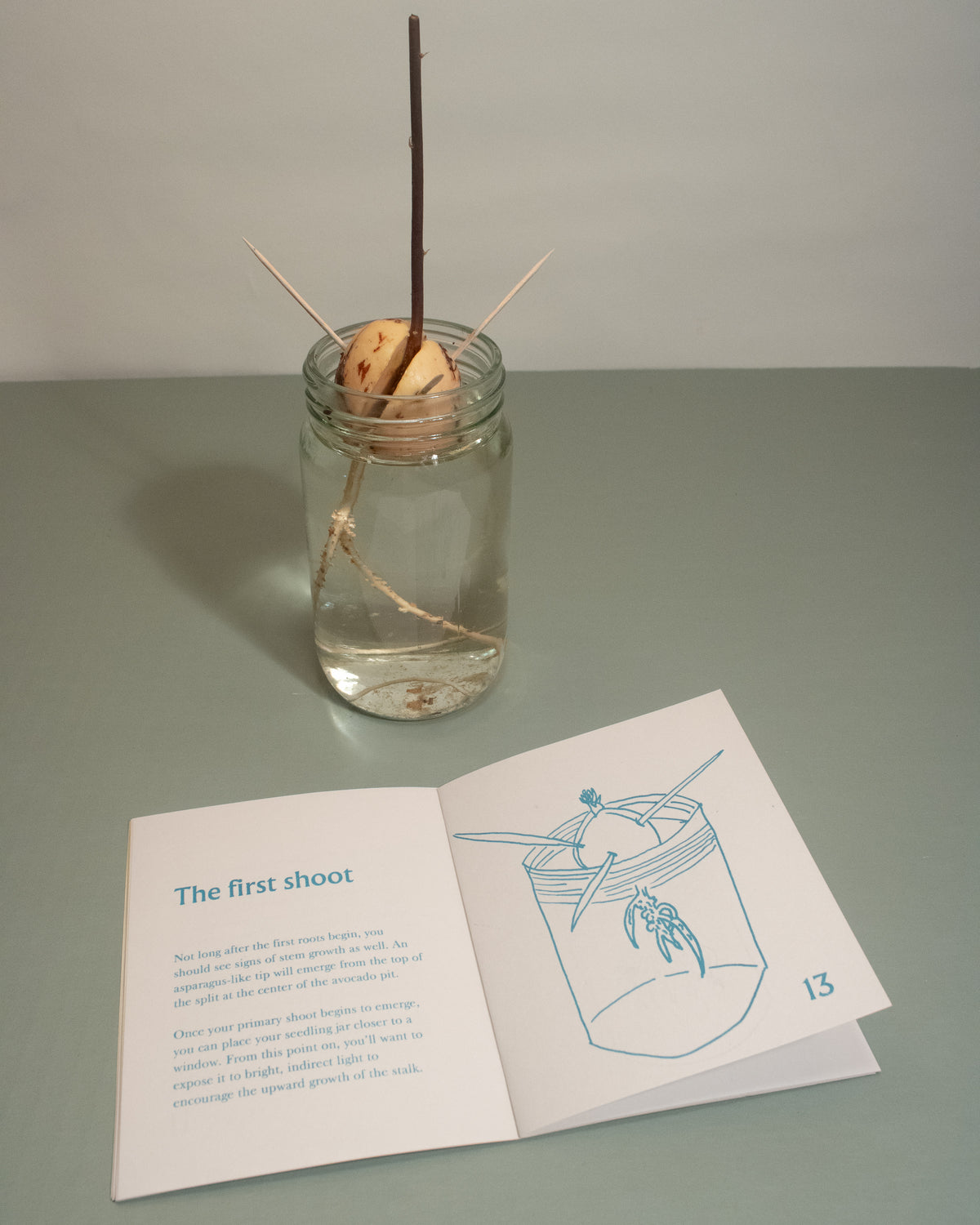 Pit to Plant: Indoor Avocado Gardening zine