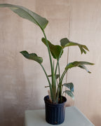 Bird of Paradise