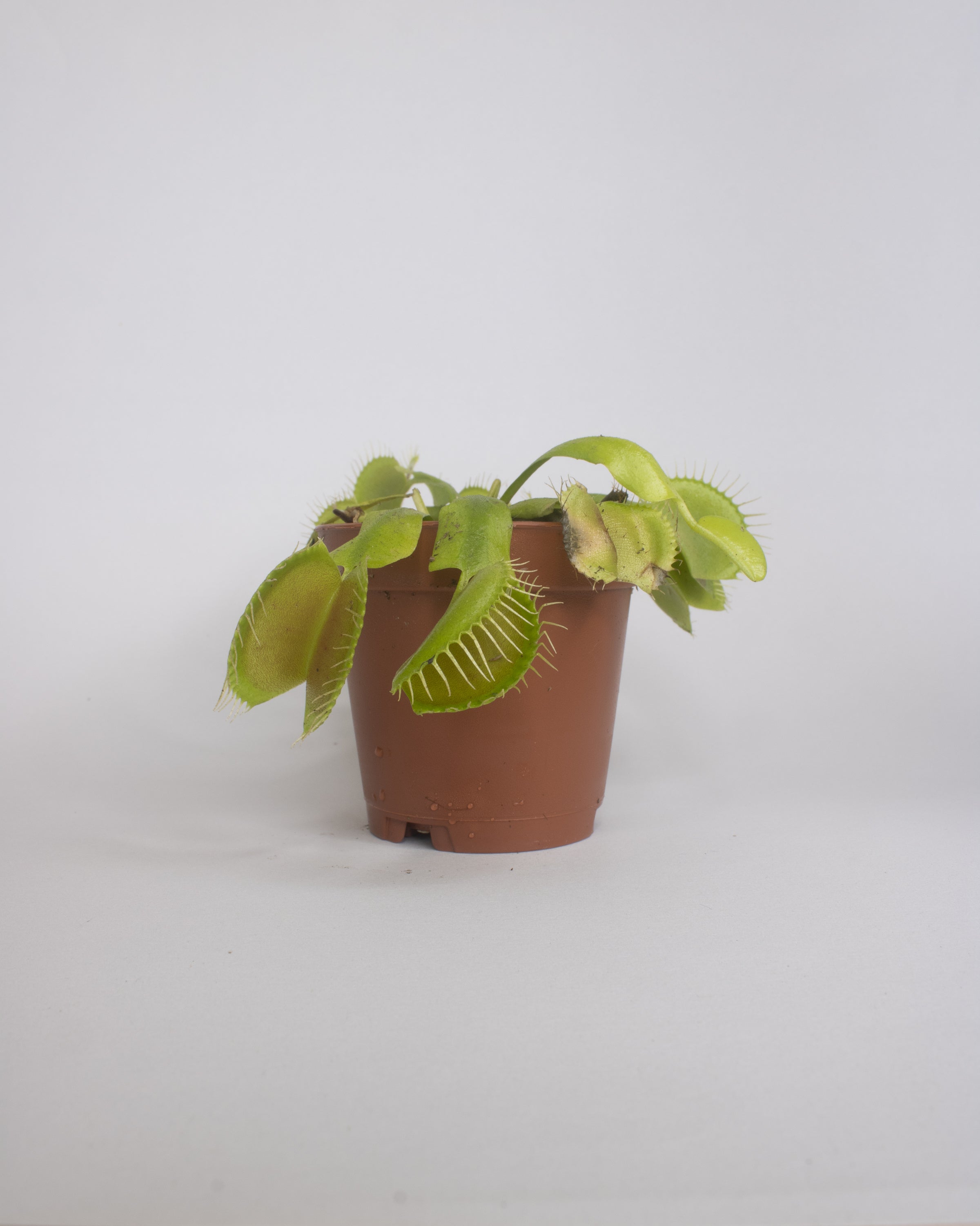 【CPGN STUDIO】Venus Flighttrap Long Sleeve G16 Venus flytrap