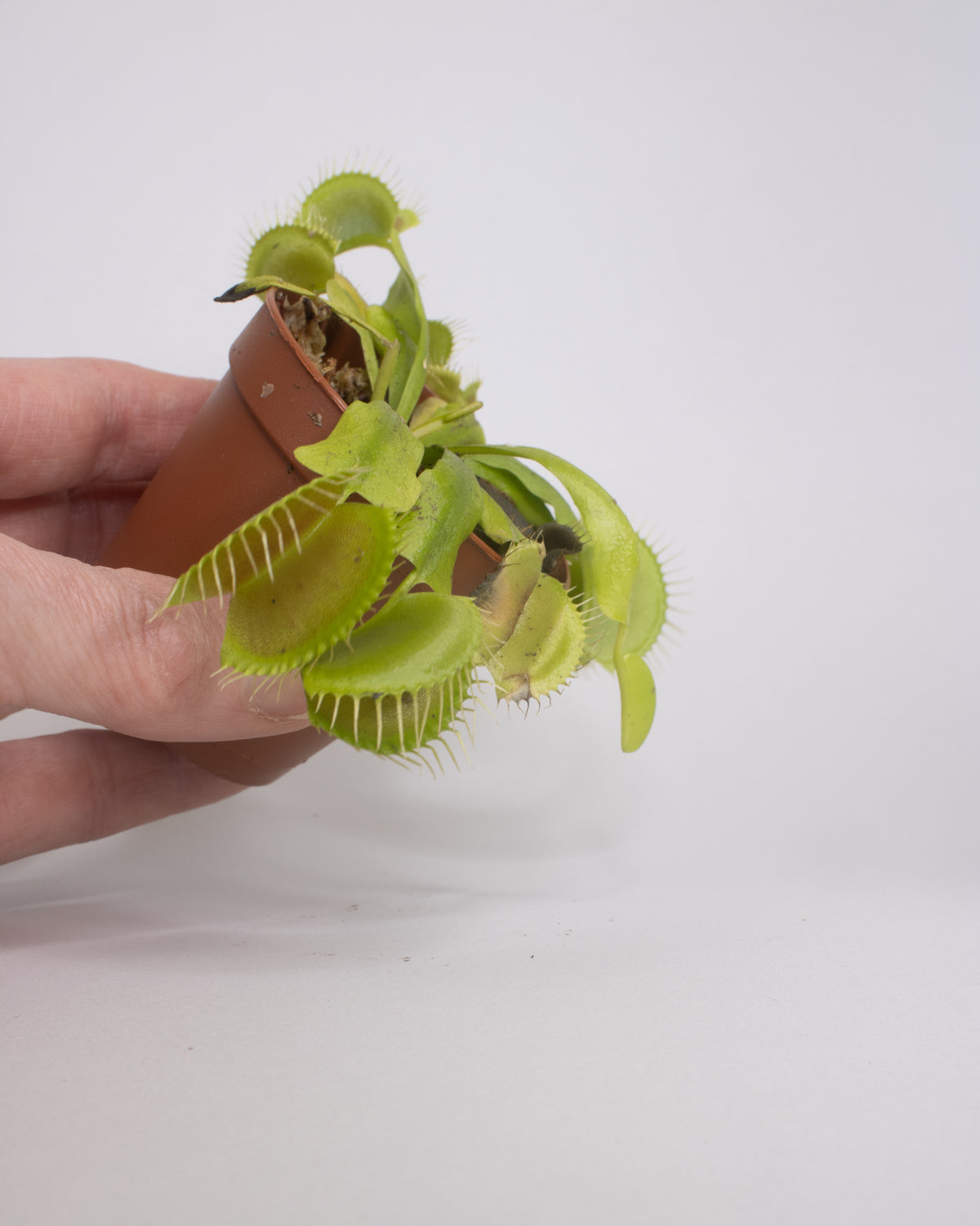 Venus Fly Trap