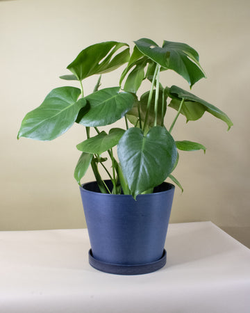 Eco-Tech Round Pot and Saucer