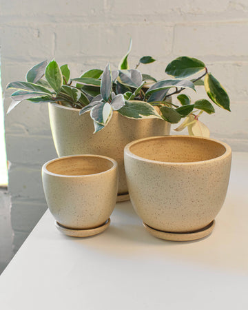A set of three speckled clay planters in various sizes, with the largest one containing a plant. The planters are displayed on a white surface with a white brick wall in the background.
