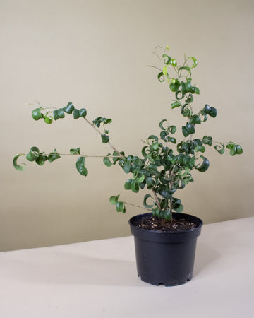 Ficus benjamina 'Pandora'