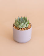 A small succulent plant in a ceramic pot, placed on a neutral background.