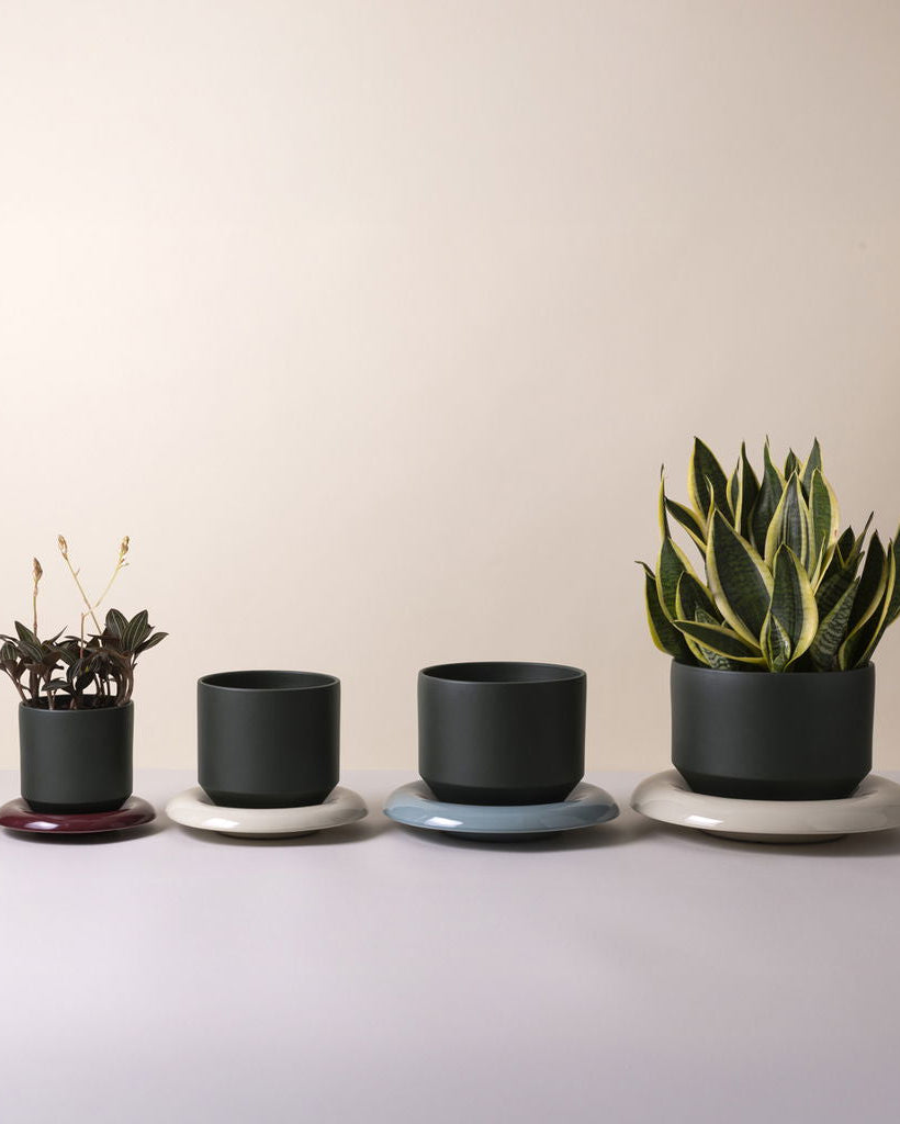 Four dark green planters with plants on a light background