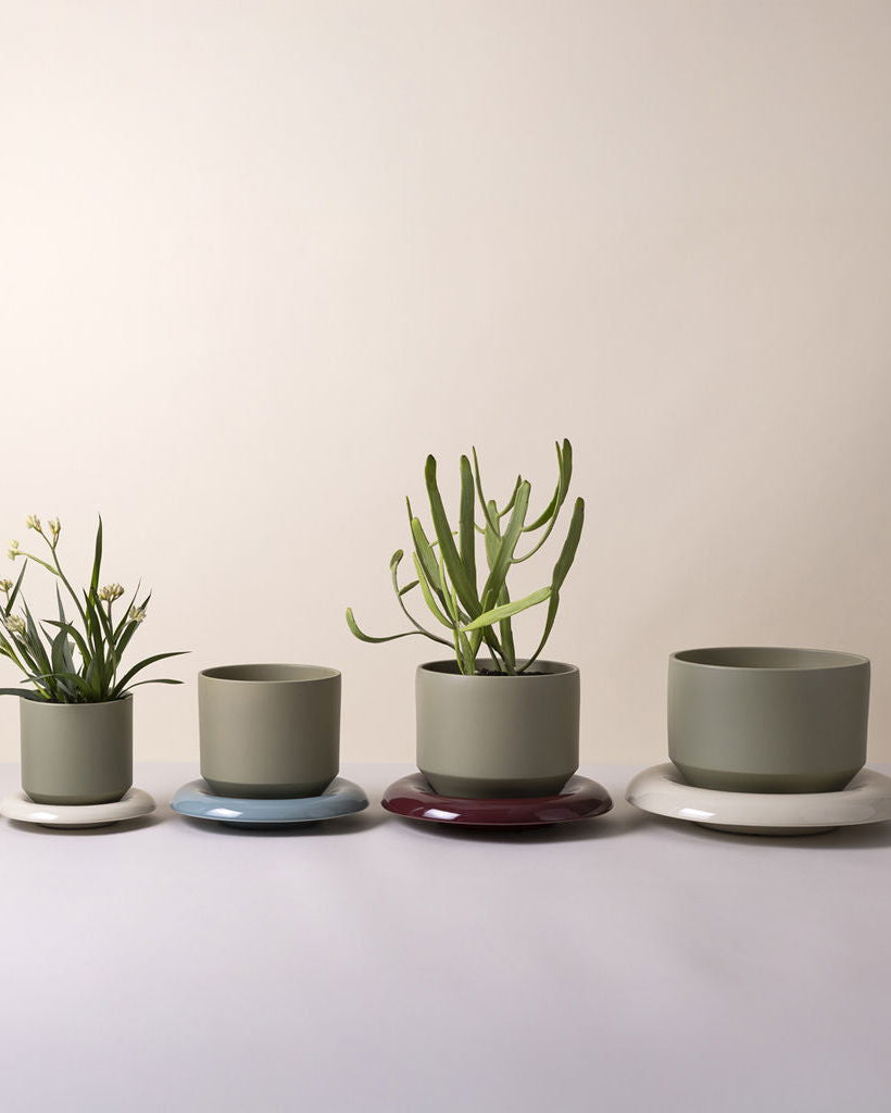 Set of potted plants on a plain background