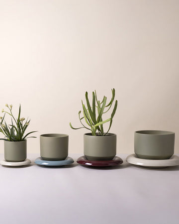 Set of potted plants on a plain background