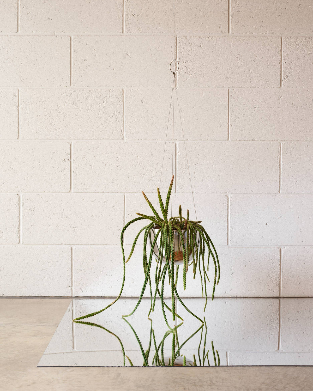 mirror hanging planter on white brick backdrop