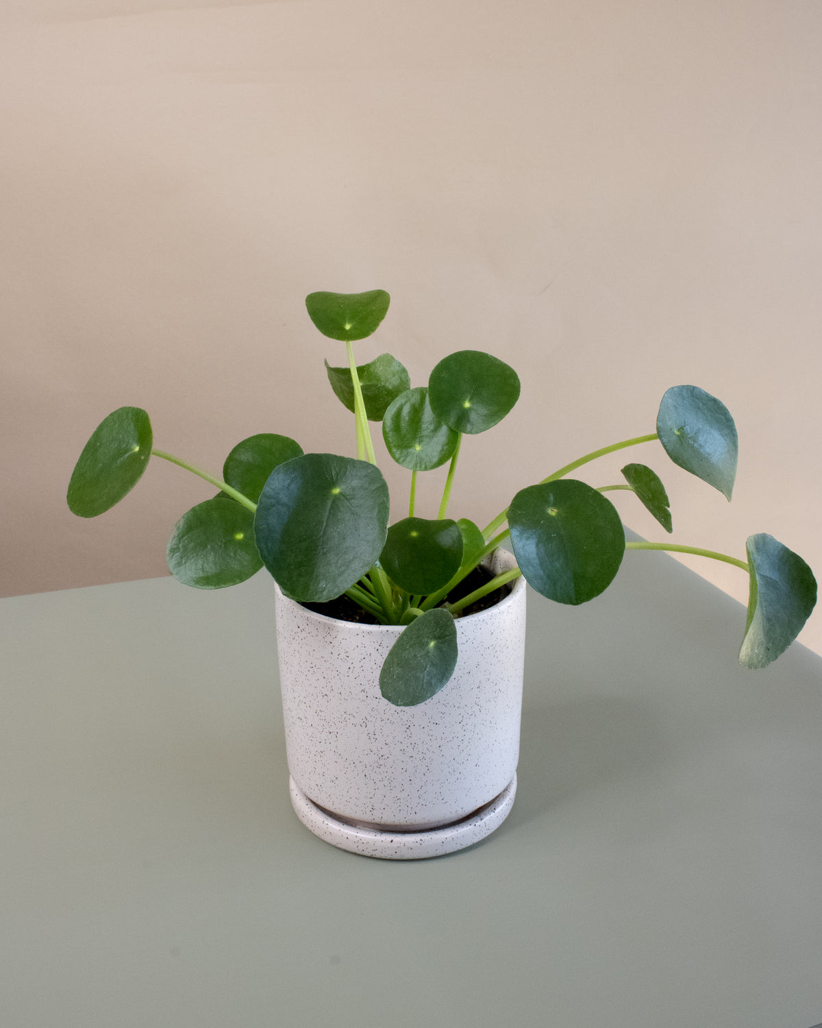 Friendship Plant (Pilea peperomioides)