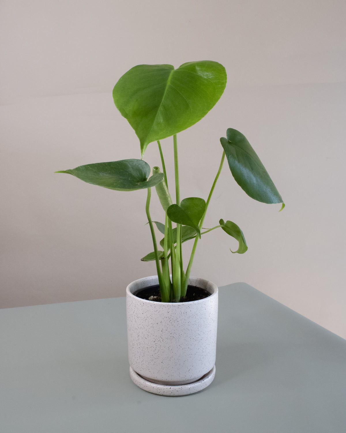 Swiss Cheese Plant (Monstera deliciosa)