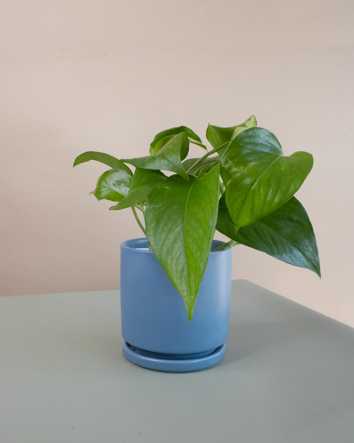 Air Purifying Plant