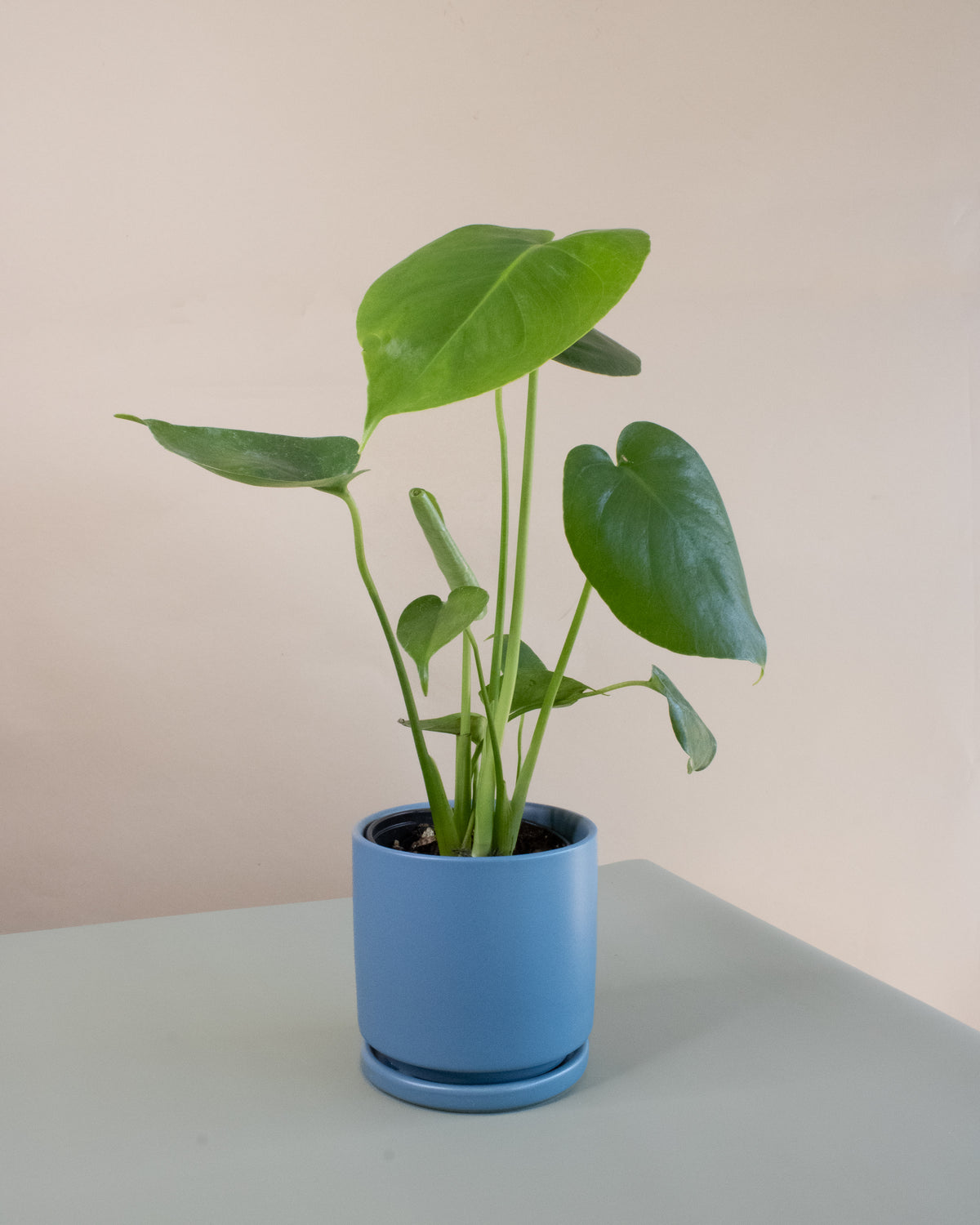 Swiss Cheese Plant (Monstera deliciosa)