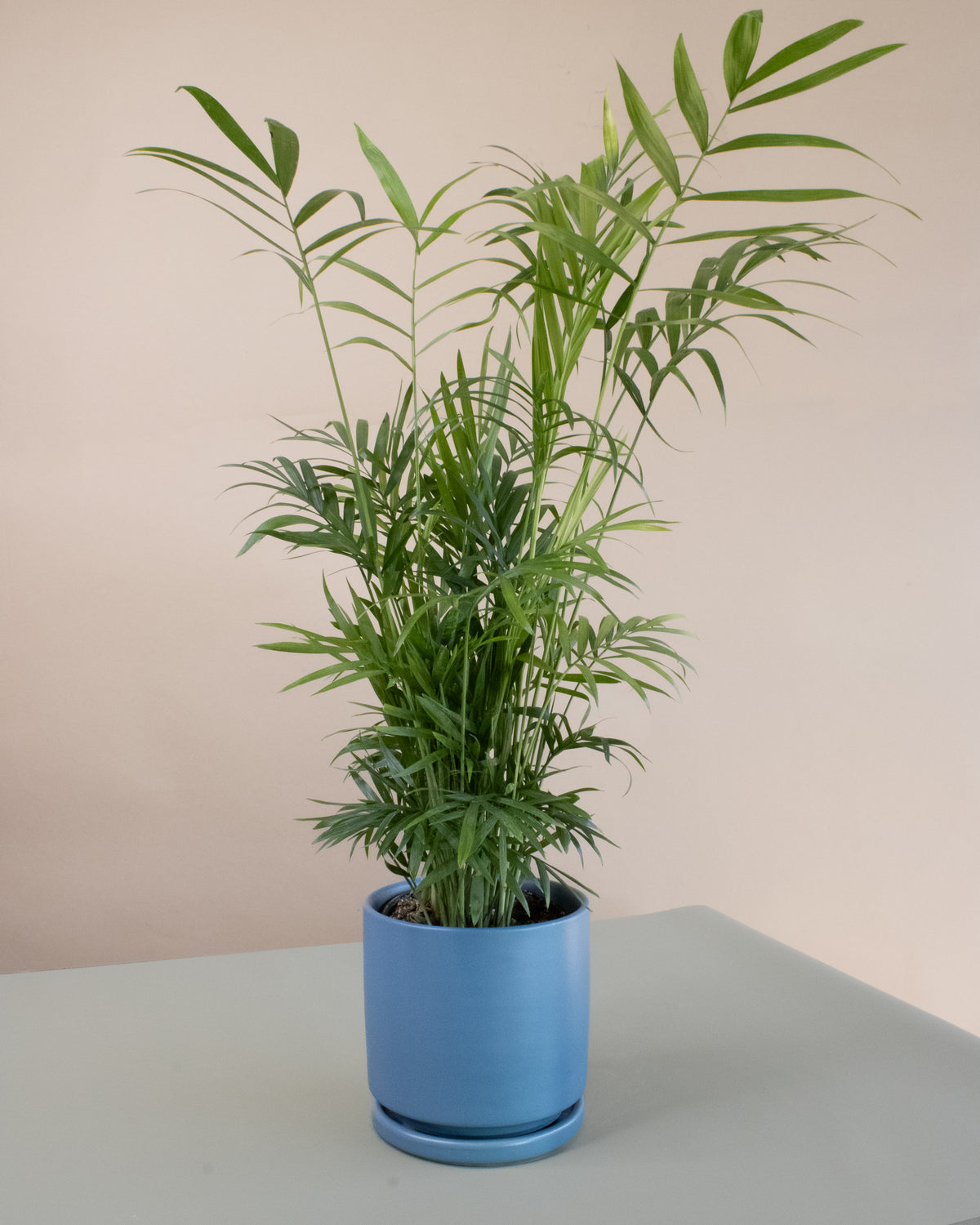 Air Purifying Plant