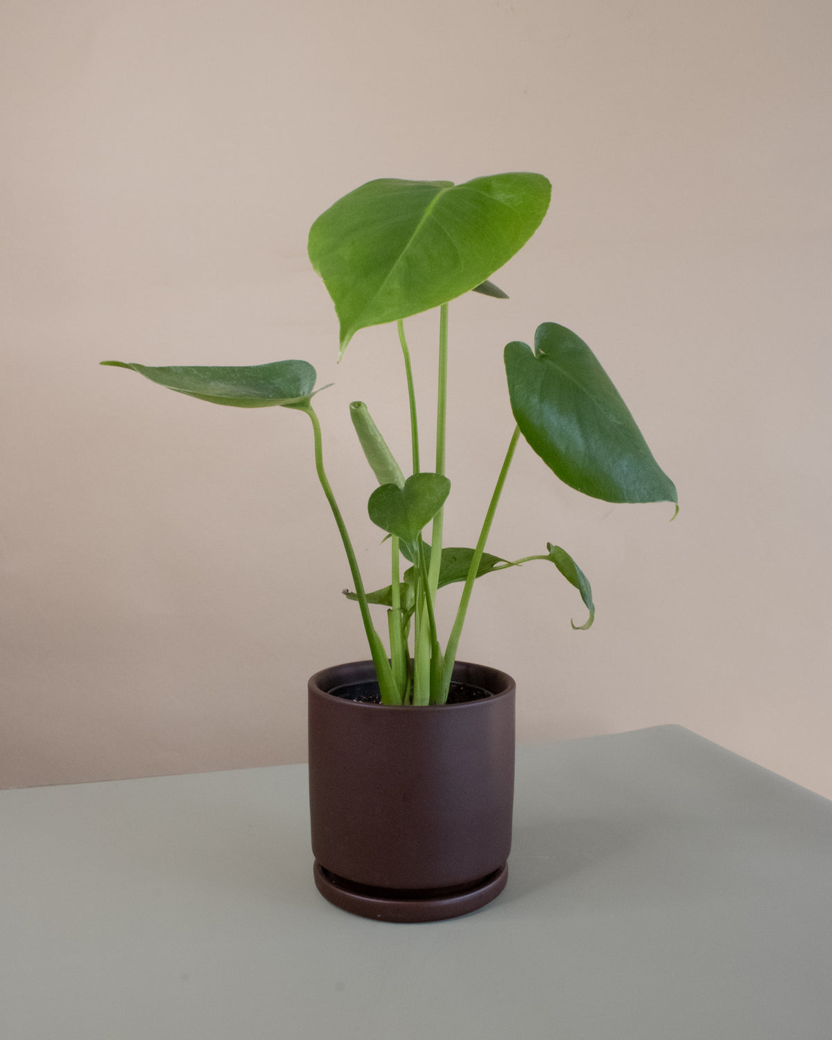 Swiss Cheese Plant (Monstera deliciosa)