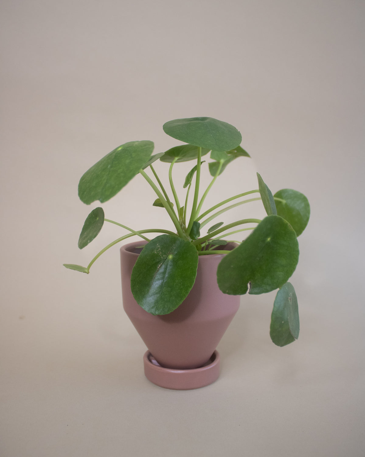 Friendship Plant (Pilea peperomioides)