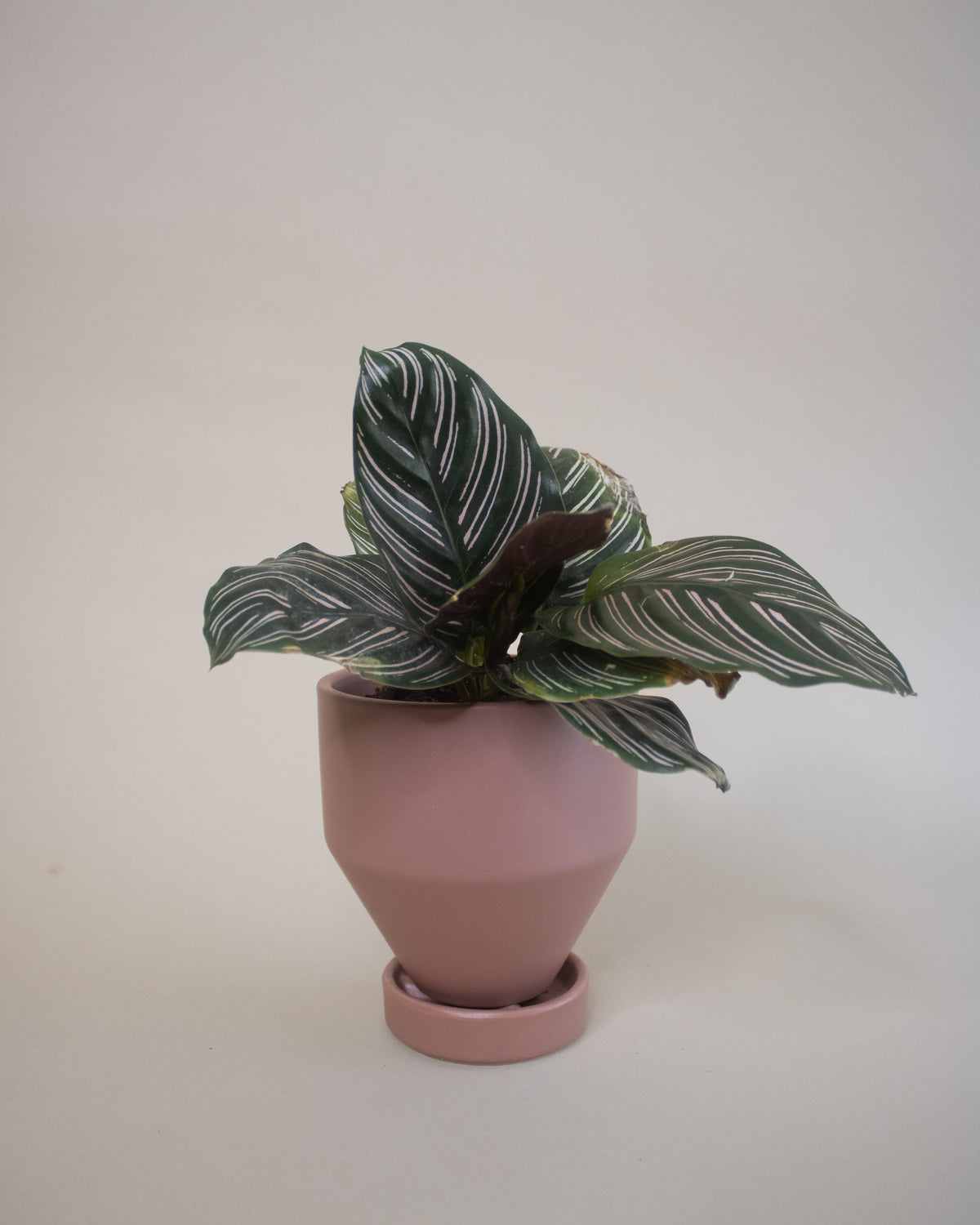 Pinstripe Plant (Calathea ornata)