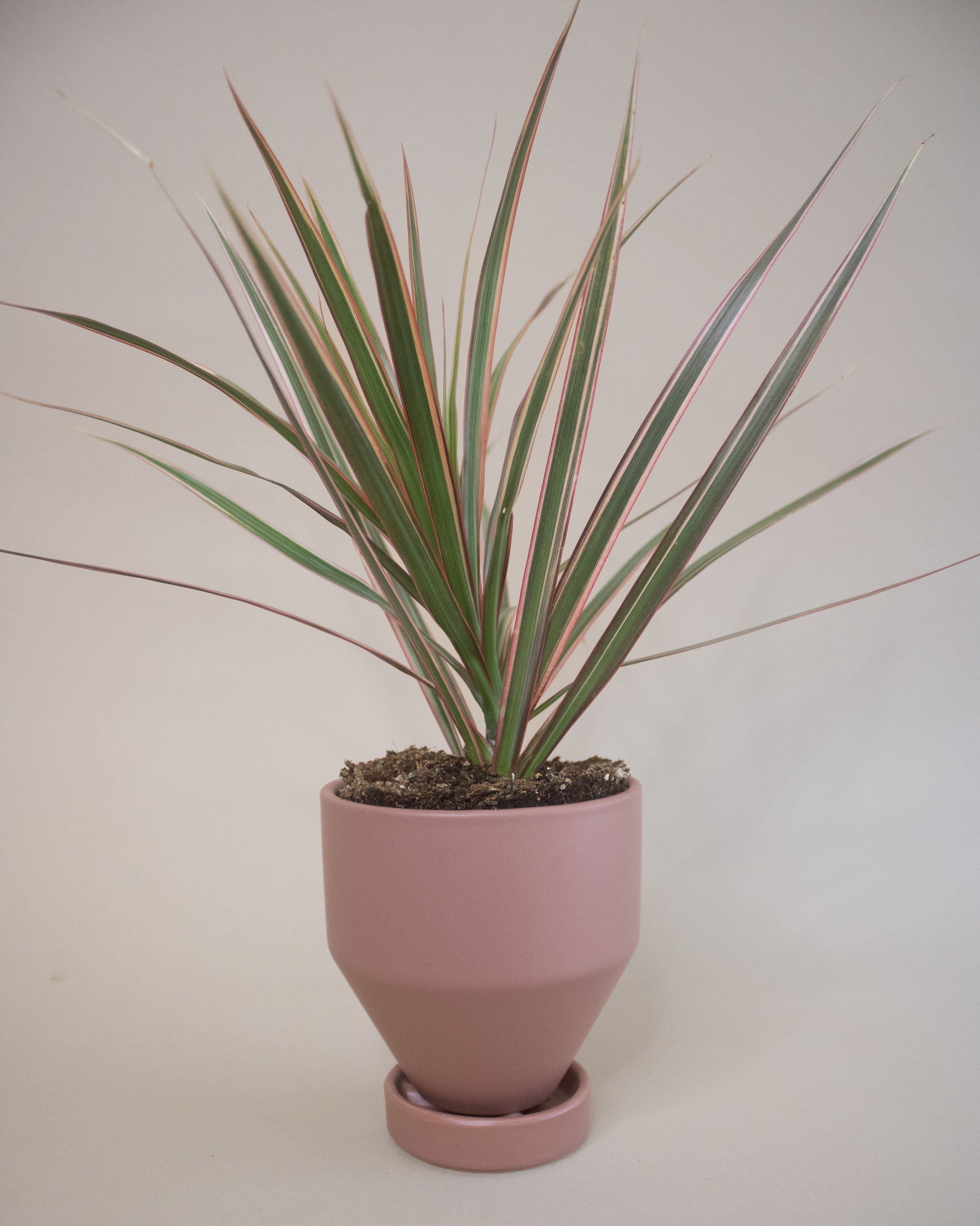 dracaena pink Send a Dragon Tree | Potted Plant Gifts