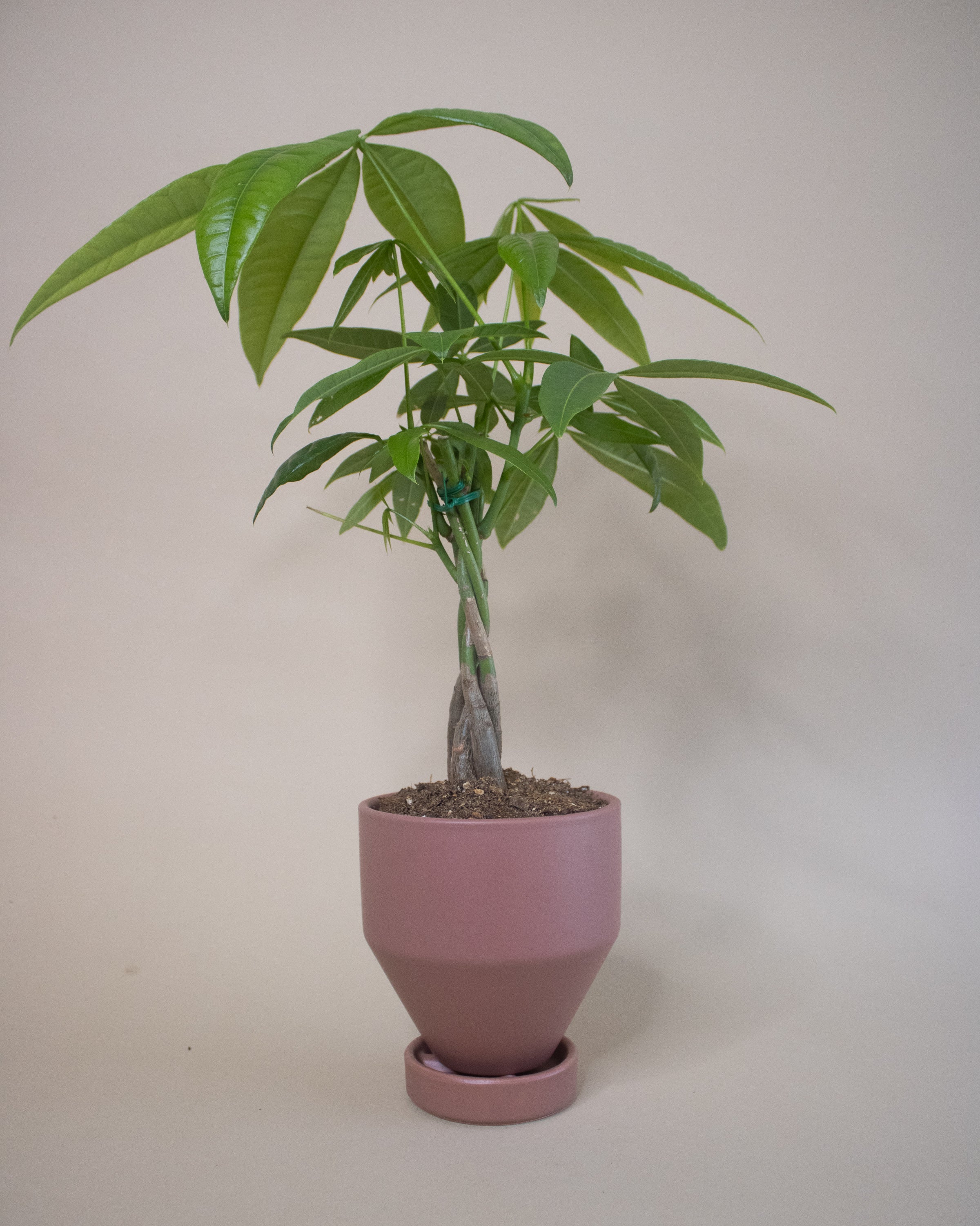 potted money tree plant Lucky Money Tree