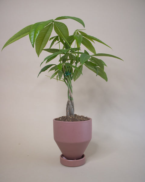 buy braided money tree Send a Lucky Money Tree | Potted Plant Gifts
