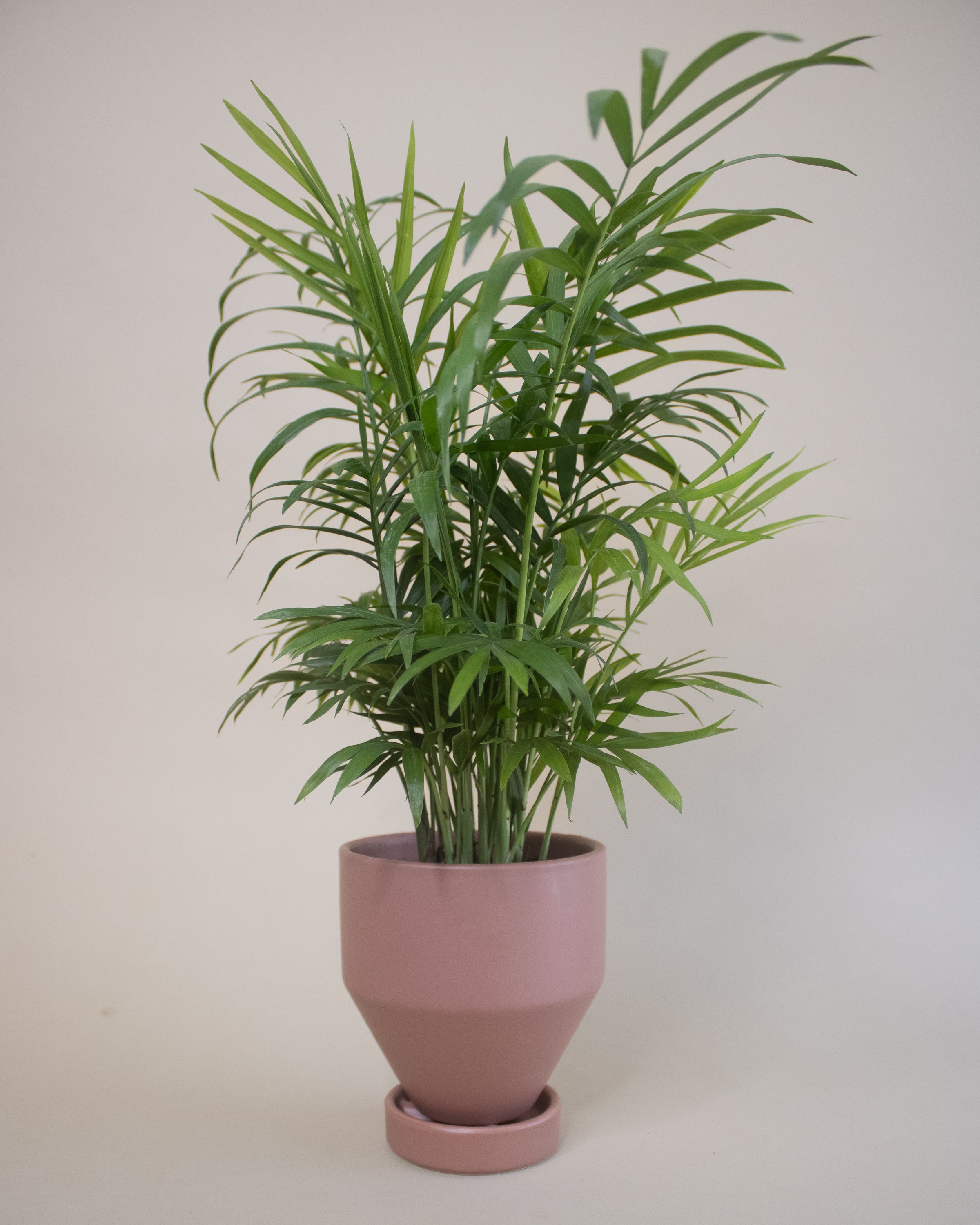 house plant that purifies air Send an Air Purifying Plant | Potted Plant Gifts