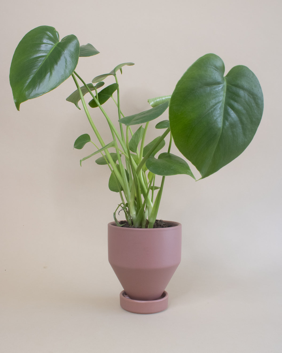 Swiss Cheese Plant (Monstera deliciosa)