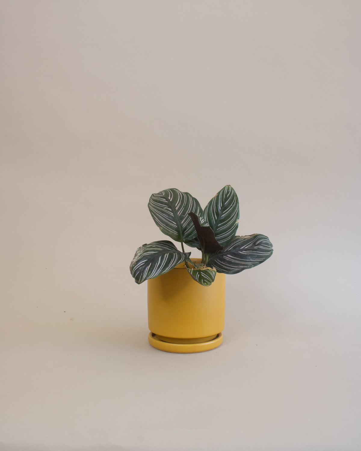 Pinstripe Plant (Calathea ornata)