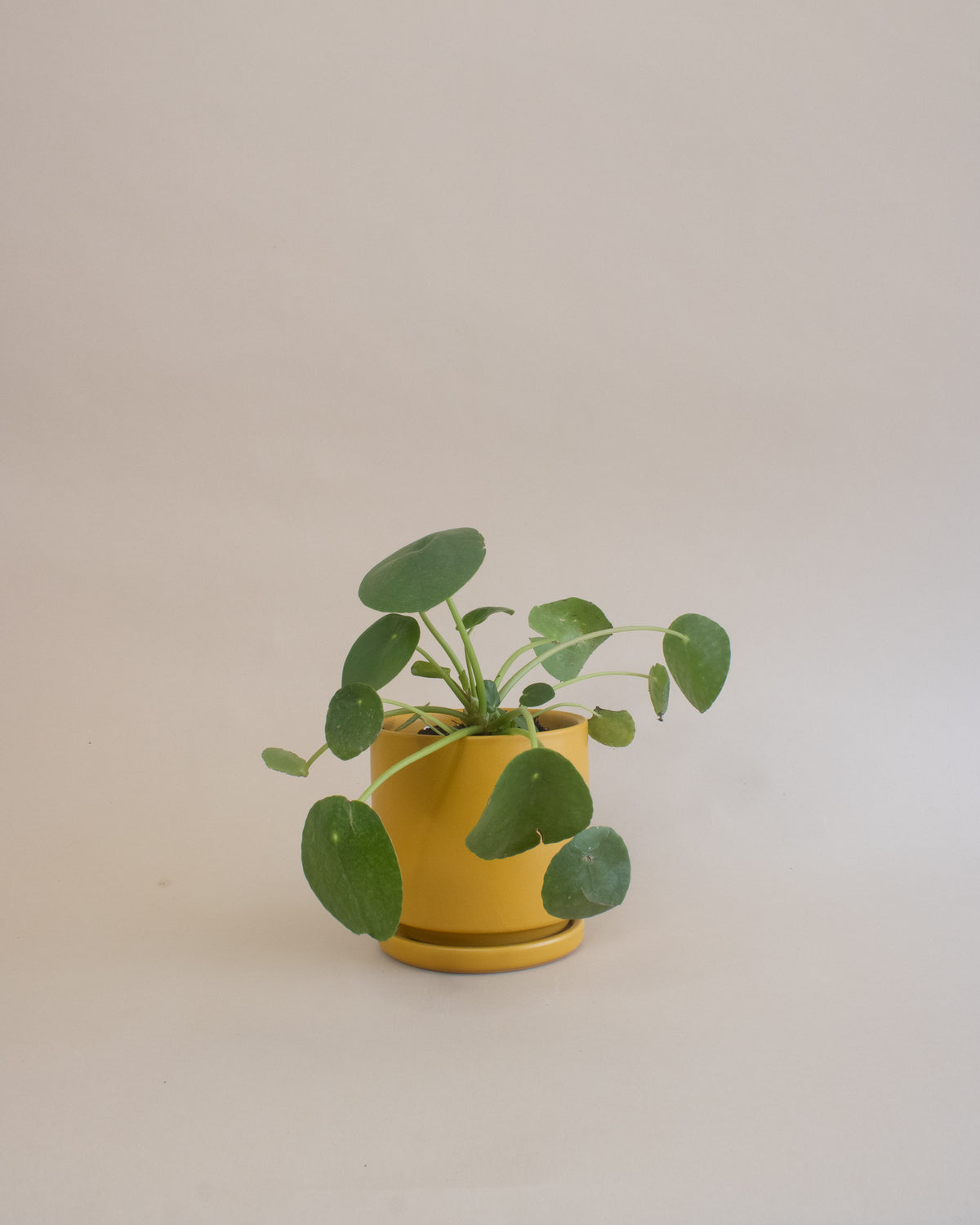 Friendship Plant (Pilea peperomioides)