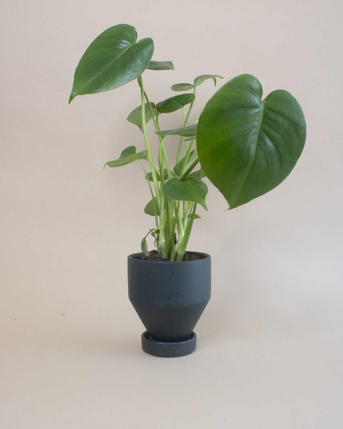 Swiss Cheese Plant (Monstera deliciosa)