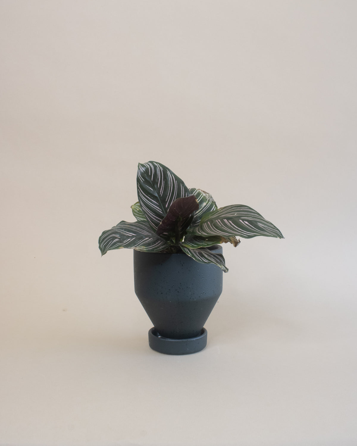 Pinstripe Plant (Calathea ornata)