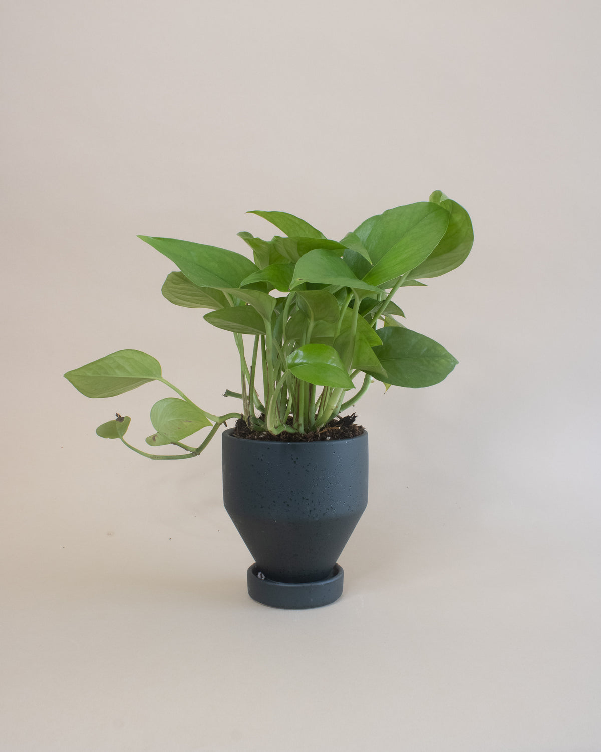 Air Purifying Plant