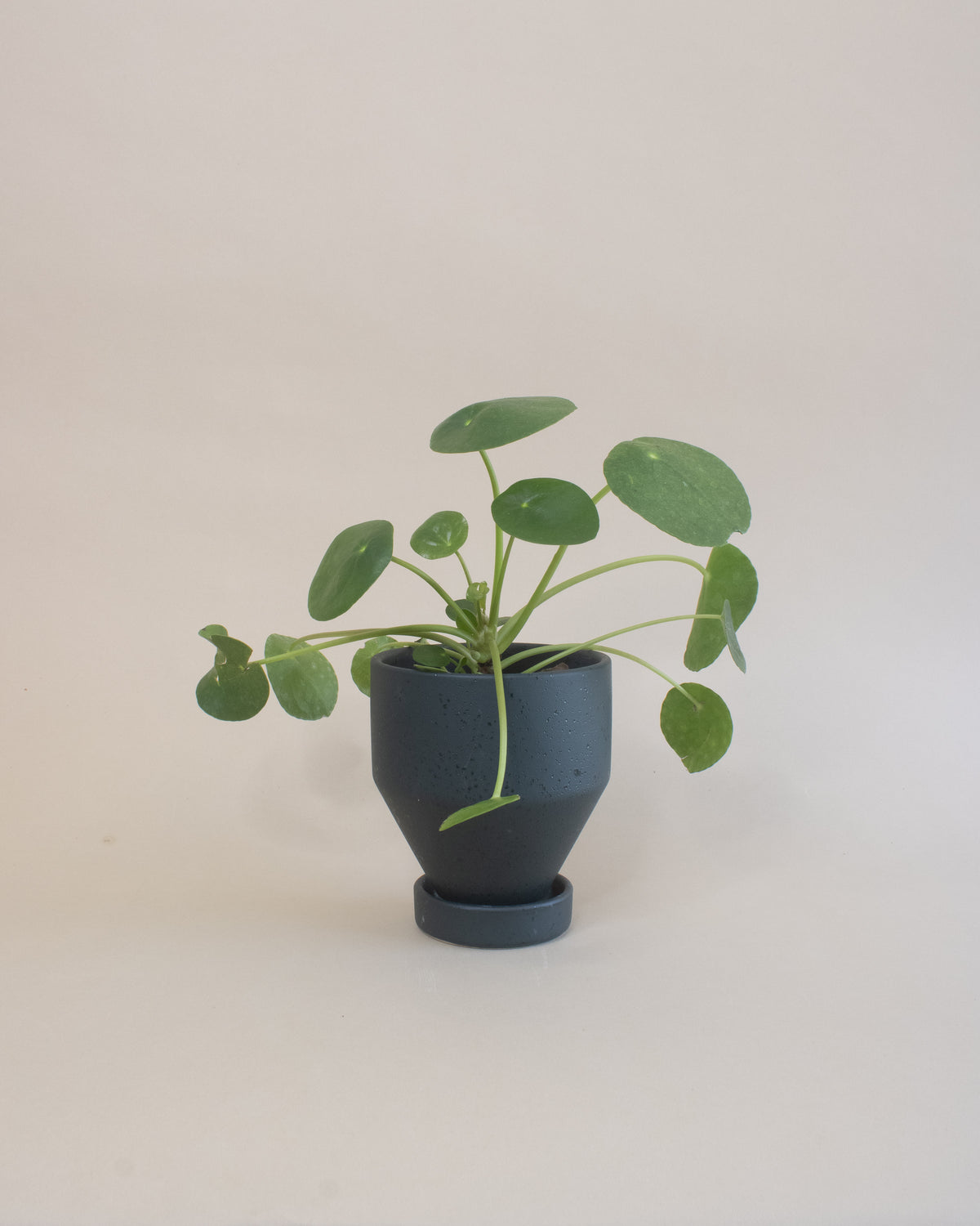 Friendship Plant (Pilea peperomioides)