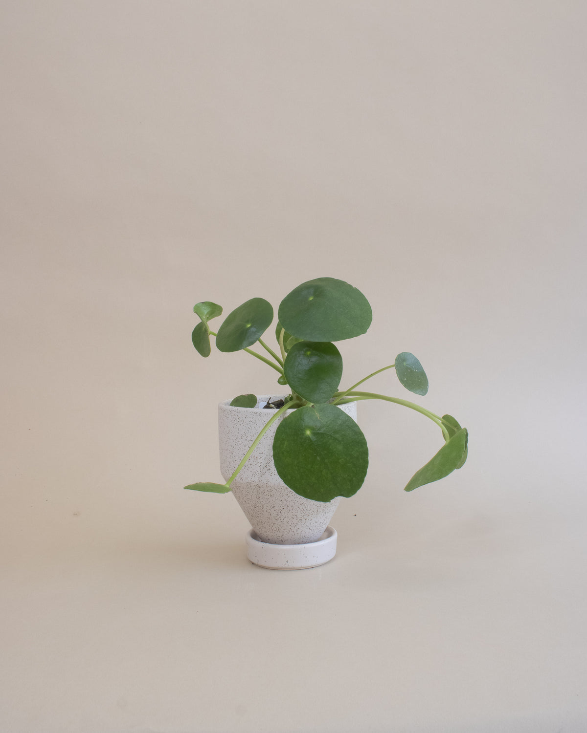 Friendship Plant (Pilea peperomioides)