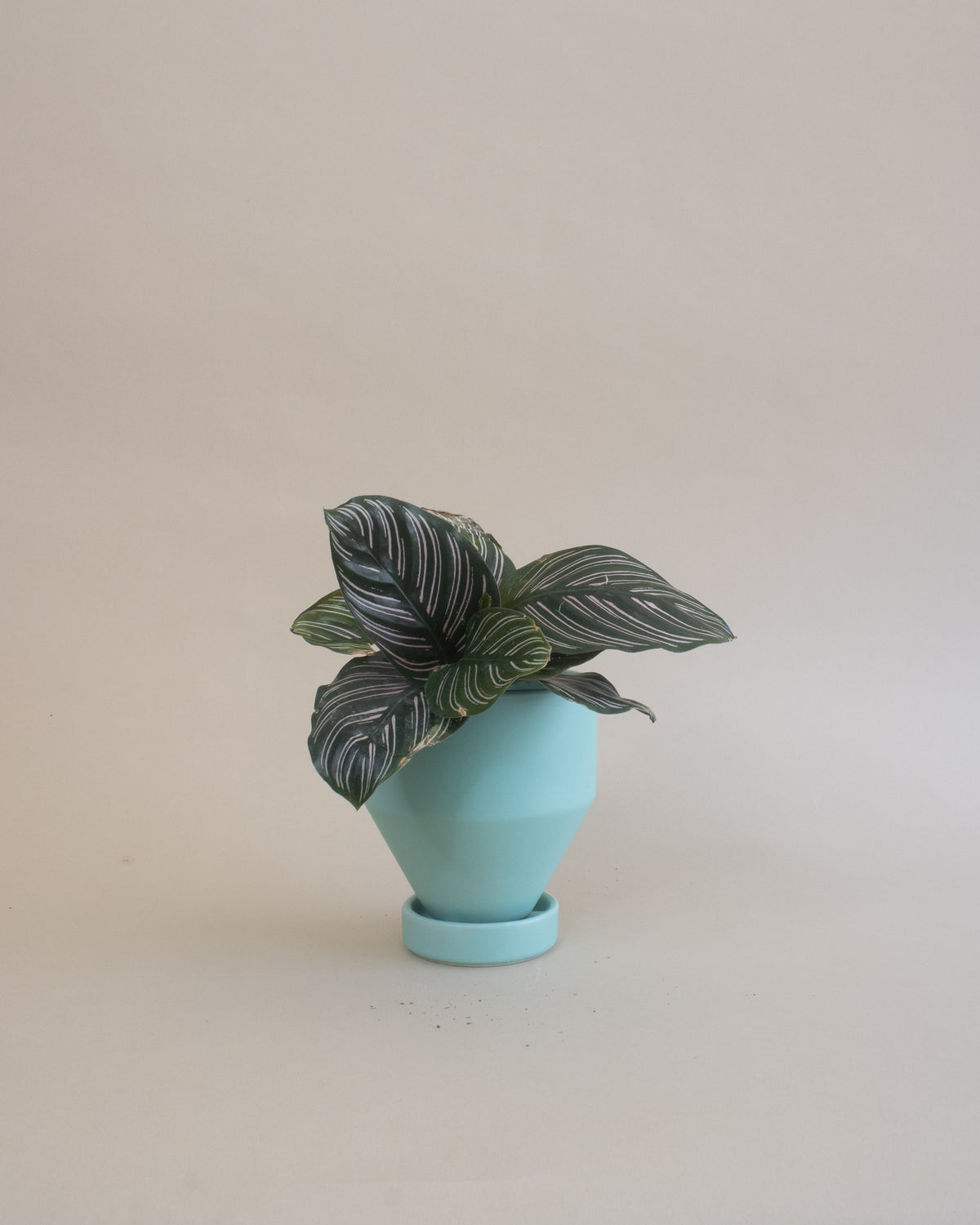 Pinstripe Plant (Calathea ornata)