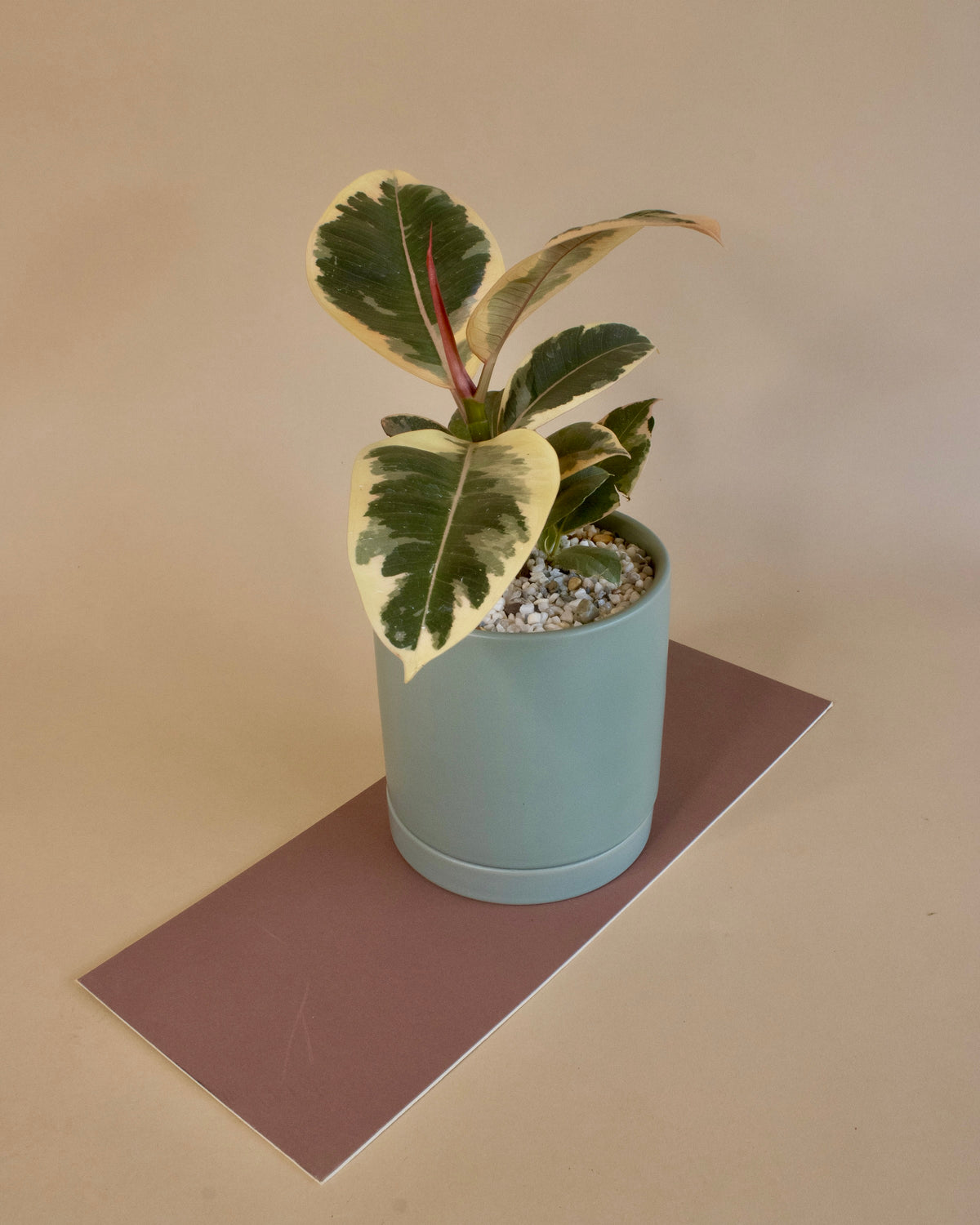 Lights Up A Room | Potted Plant Gift