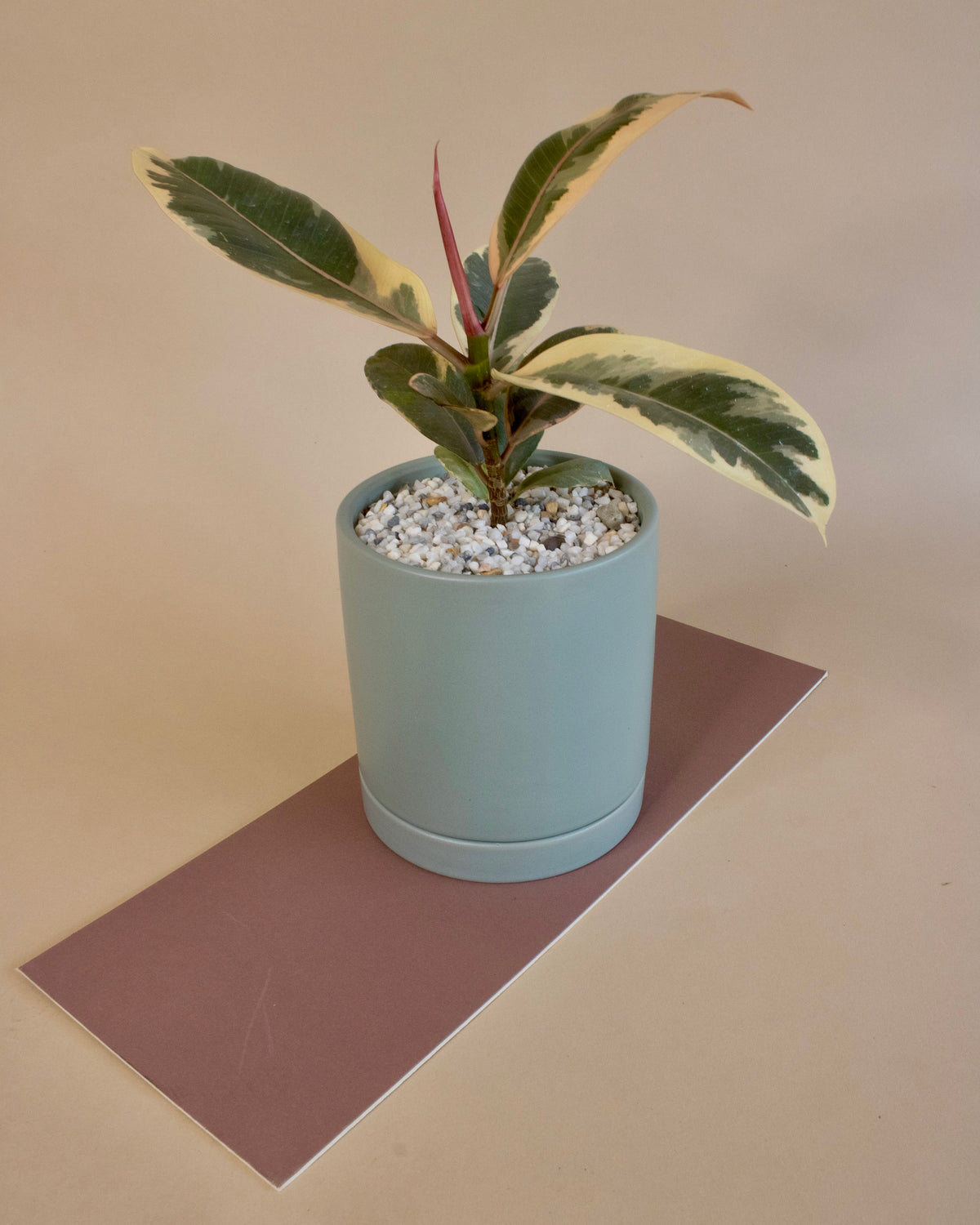 Lights Up A Room | Potted Plant Gift
