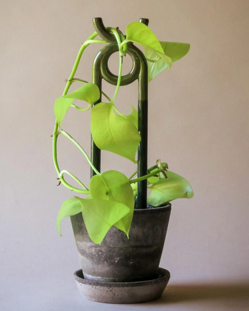 oni plant stake in pot with plant