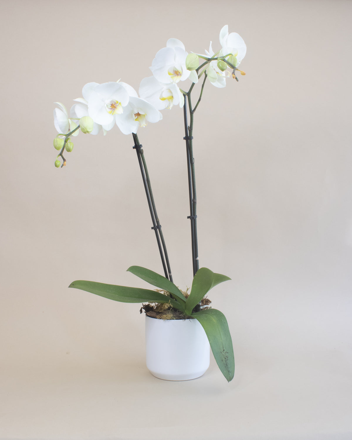 Orchid Arrangement