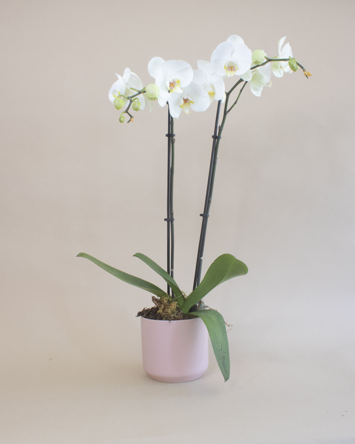 Orchid Arrangement