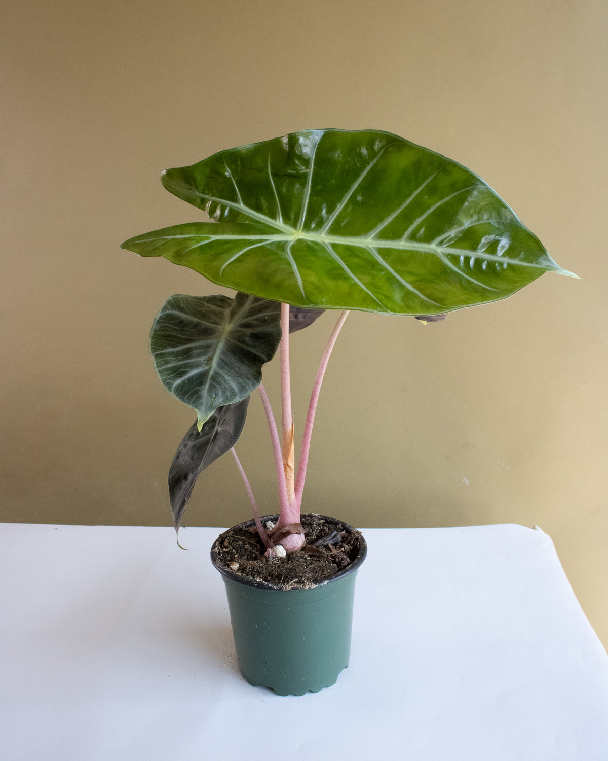 Alocasia Pink Princess