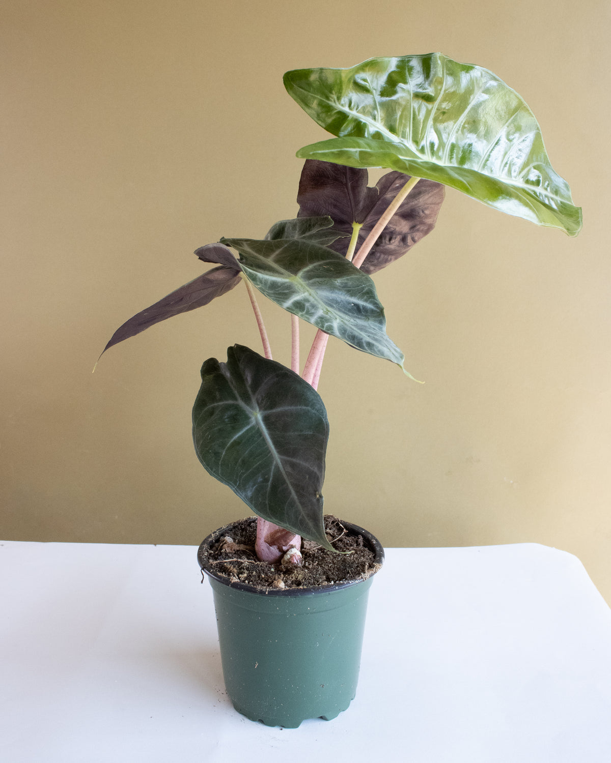 Alocasia Pink Princess