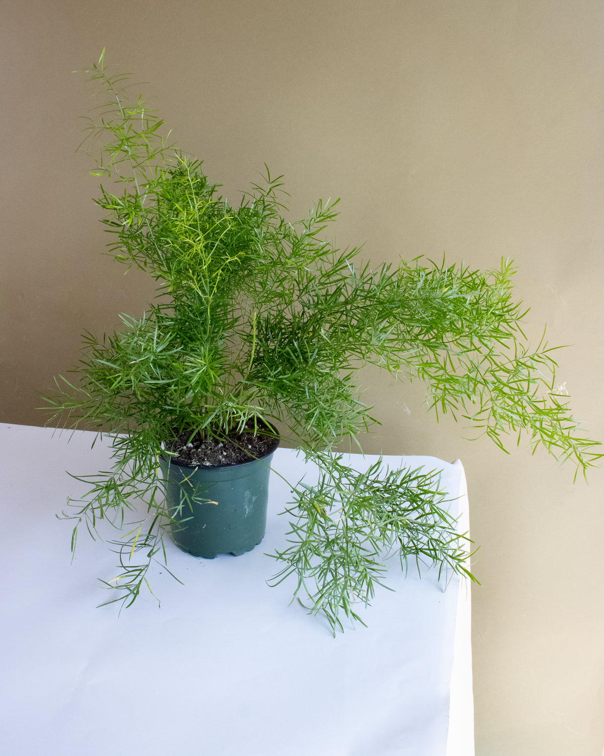 Asparagus Sprengeri Fern